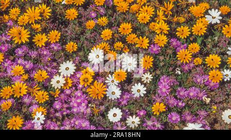 Weiße und orangefarbene Gänseblümchen und violette Vygien, die im Frühjahr in Namaqualand in der südafrikanischen Provinz Nordkap wachsen. Stockfoto