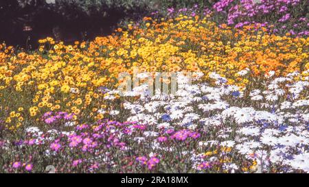 Der Wild Flower Garden im Naturschutzgebiet Ramskop in Clanwilliam in der Provinz Westkap von Südafrika umfasst mehr als 350 Arten. Stockfoto