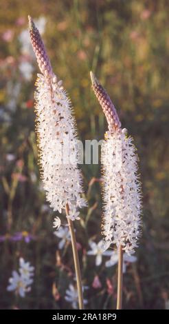 Wunderschöne Katzenschwanz-Bulbinella (Bulbinella cauda-felis), die im Biedouw Valley in der Provinz Westkap von Südafrika wachsen. Stockfoto