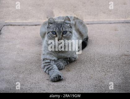 Ojos Azules Blaue Augen Katze auf dem Weg Stockfoto