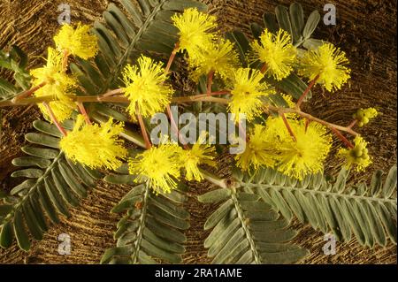 Isolierter Stamm von Cootamundra Wattle (Acacia baileyana)-Blüten und Blattwerk gegen Rinde. Australischer einheimischer Baum. Stockfoto