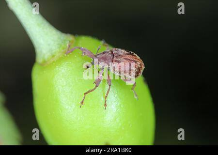 Anthonomus Furcipes rectirostris oder Kirschkäfer, Steinobst Weevil ist ein großer Schädling der Kirschbäume Prunus avium, cerasus, mahaleb, padus, spinosa. Stockfoto