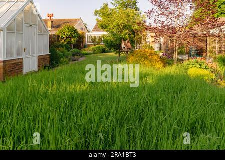 Ungemähtes Gras für keinen Mäher Mai Stockfoto