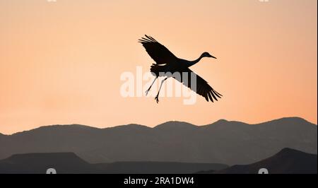 Der sandhill-Kran landet bei Sonnenuntergang im bosque del apache National Wildlife Refuge in New mexico auf einem Maisfeld mit bergkulisse Stockfoto