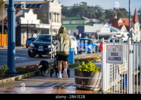Dad ging mit Kinderwagen und Hund vorbei an einem Schild, dass Hunde nicht erlaubt sind, in einem Park in australien im Frühling Stockfoto