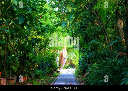 Tauchen Sie ein in die fesselnde Schönheit verschiedener Baumarten, harmonisch unter einem dramatischen wolkigen Himmel, der von strahlendem Sonnenlicht beleuchtet wird Stockfoto