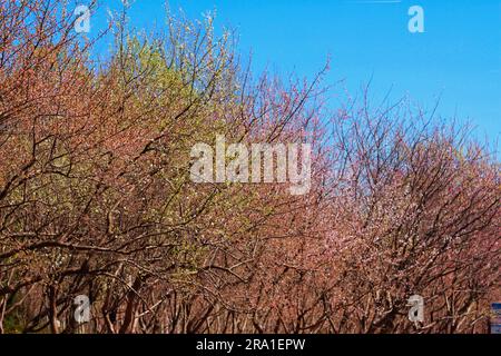 Tauchen Sie ein in die fesselnde Schönheit verschiedener Baumarten, harmonisch unter einem dramatischen wolkigen Himmel, der von strahlendem Sonnenlicht beleuchtet wird Stockfoto