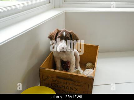 Hündchen springer Spaniel sitzt in seiner Spielzeugkiste Stockfoto