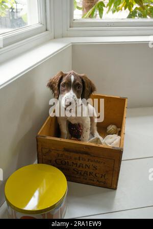 Der Hündchen springer Spaniel sitzt in seiner Spielzeugkiste Stockfoto