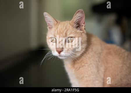 Innenporträt einer gestreiften gelben Katze. Selektiver Fokus, geringe Tiefenschärfe, keine Personen. Stockfoto