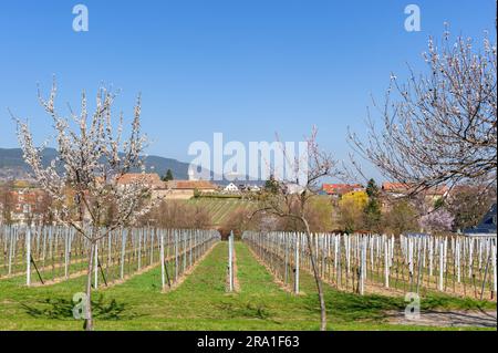 Landschaft entlang der sogenannten Mandelmeile mit Mandelblüten und Weinbergen. Im Hintergrund Weingut Kloster Heilsbruck und Burg Hambach, Edenkoben, Palati Stockfoto