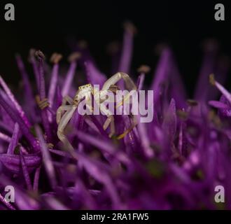 Krabbenspinne auf violetter Blume Stockfoto