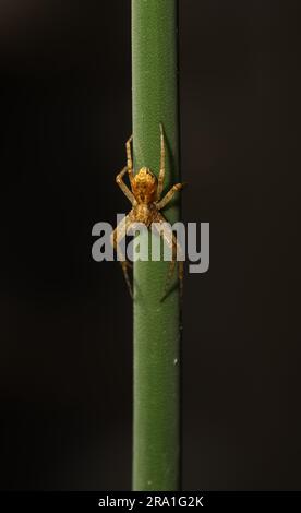 spinne auf einem Grasstiel in Makro Stockfoto