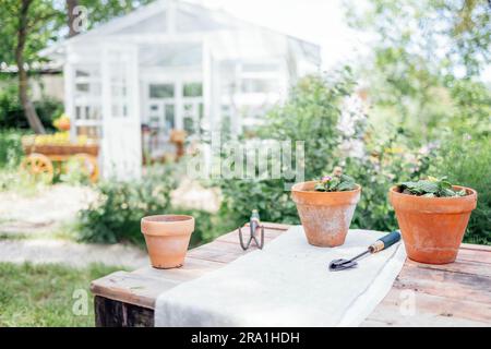 Pflanzen im Garten Pflanzen. Drei Tontöpfe mit Blumen und Gartengeräten auf einem rustikalen Holztisch im Freien. Grüne Bäume, ein gläsernes Gewächshaus oder ein s Stockfoto