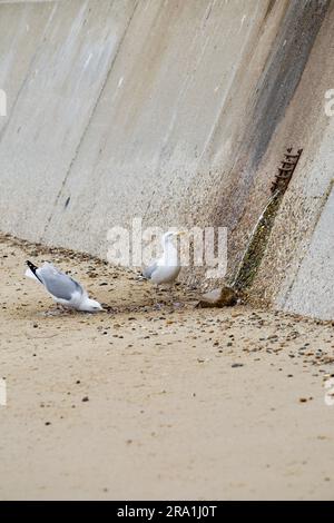 Heringergüllen (Larus argentatus) Trinkwasser. Stockfoto