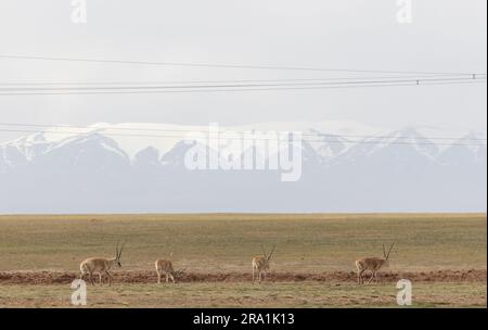 (230630) -- GOLMUD, 30. Juni 2023 (Xinhua) -- Tibetanische Antilopen in der Nähe des Qumar-Flusses in der Quellregion des Jangtse-Flusses, Chinas längstem Fluss, in der nordwestchinesischen Provinz Qinghai, 15. Juni 2023. Der 6.300 km lange Jangtse, der längste und drittlängste Fluss Chinas, hat drei Quellen: Den Tuotuo, den Damqu im Süden und den Qumar im Norden. Im Hinterland des Qinghai-Tibet-Plateaus zwischen dem Kunlun-Gebirge und dem Tanggula-Gebirge gelegen, die Ursprungsregion des Jangtse-Flusses, mit einer durchschnittlichen Höhe von mehr Stockfoto