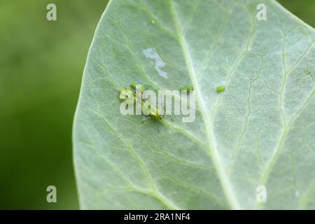 Erbsen-Blattläuse, Acyrthosiphon pisum. Eine Kolonie flügelloser Individuen und eine geflügelte Frau auf einem Erbsenblatt. Stockfoto