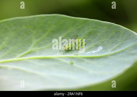 Erbsen-Blattläuse, Acyrthosiphon pisum. Eine Kolonie flügelloser Individuen und eine geflügelte Frau auf einem Erbsenblatt. Stockfoto