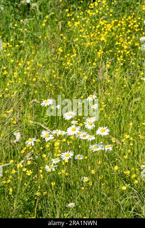 Ox Eye Daisy wächst wild in Roadside Bange, Lincolnshire, England, Großbritannien Stockfoto