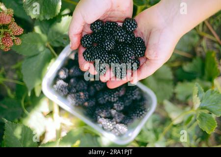 Pflücken Sie Brombeeren in der Hauptsaison mit den Händen, und füllen Sie den Korb mit Brombeeren. Reife und unreife Brombeeren wachsen im Busch. . Beere Backgr Stockfoto