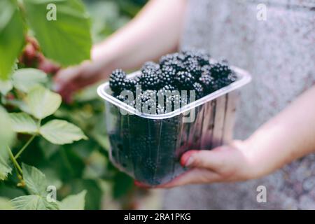 Pflücken Sie Brombeeren in der Hauptsaison mit den Händen, und füllen Sie den Korb mit Brombeeren. Reife und unreife Brombeeren wachsen im Busch. . Beere Backgr Stockfoto