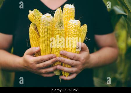 Eine Frau, die frisch gepflückten Mais auf dem Kolben aus dem Garten hält Stockfoto