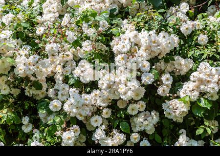 Eine Fülle von Rosen, die einen Apfelbaum bedecken, an einem sonnigen frühen Sommertag Stockfoto