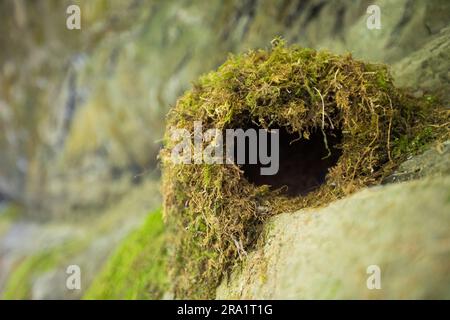 Nest mit amerikanischem Dipper (Cinclus mexicanus) Stockfoto