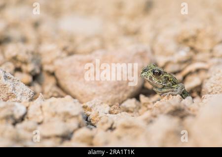 Westliche Kröte¬† (Anaxyrus boreas) zwischen Felsen Stockfoto