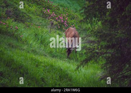 Ein weidender Rotwild Hirsch, Cervus elaphus mit Samtgeweih auf einer Bergwiese mit blühenden Alpenrosen an einem Sommerabend Stockfoto