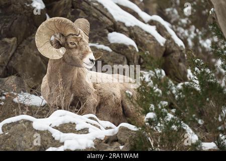 Dickhornschafe RAM on Mountain Nahaufnahme Stockfoto