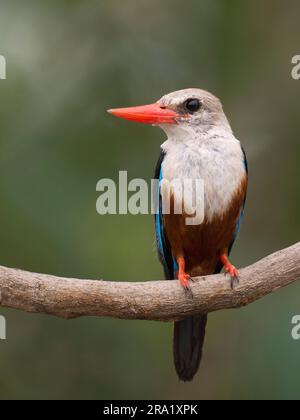 Grauköpfiger Königsfischer (Halcyon leucocephala), hoch oben auf einem Ast, Gambia, Farabanta Stockfoto