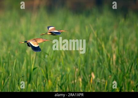 Chinesische kleine Bitter (Ixobrychus sinensis), die über das Sumpfgebiet an der Ostküste Chinas, China, fliegen Stockfoto