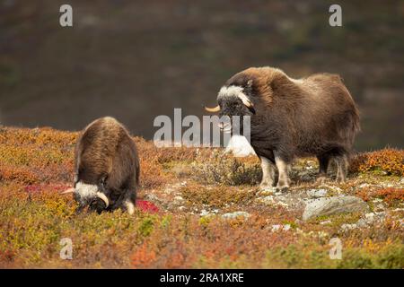 Muskox (Ovibos moschatus), zwei Moschusochsen in der Tundra, Norwegen, Dovrefjell Sunndalsfjella Nationalpark Stockfoto