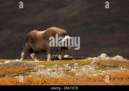 Muskox (Ovibos moschatus), Spaziergang in der Herbsttundra, Seitenansicht, Norwegen, Dovrefjell Sunndalsfjella Nationalpark Stockfoto