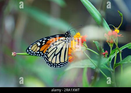 Monarch-Schmetterling Monarch, Milchgras, gewöhnlicher Tiger, Wanderer, schwarz-geädert braun (Danaus plexippus), auf einem tropischen Milchgras, rechts ein Schmetterling Stockfoto