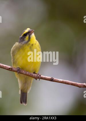 gelbfrontenkanarienvögel (Serinus mozambicus, Crithagra mozambica mozambica), hoch oben auf einem Ast, Gambia, Farabanta Stockfoto