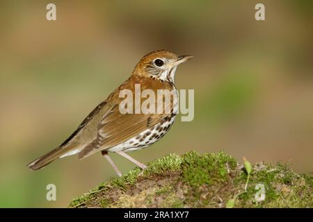 Holzsoor (Hylocichla mustelina), Erwachsener während der Frühjahrswanderung, USA, Texas Stockfoto