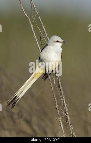 Scherenschwanzfänger, texanischer Paradiesvogel, Schwalbenschwanzfänger (Tyrannus forficatus), hoch auf getrockneten Stämmen, USA, Texas Stockfoto