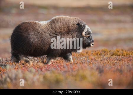 Muskox (Ovibos moschatus), Spaziergang in der Herbsttundra, Seitenansicht, Norwegen, Dovrefjell Sunndalsfjella Nationalpark Stockfoto