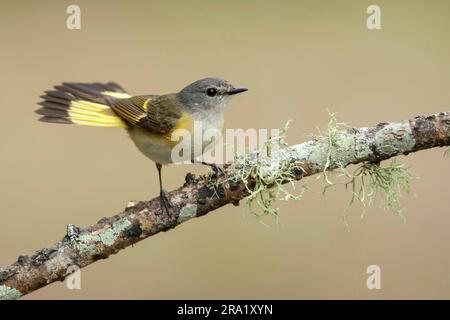 Amerikanischer RotStart (Setophaga ruticilla), weibliche Erwachsene, die auf einem Ast sitzen, USA, Texas Stockfoto