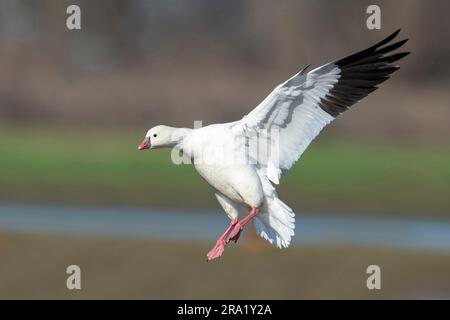 Ross's Gans (Anser Rossii, Chen Rossii), Landung, USA, Kalifornien Stockfoto