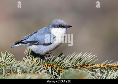 Pygmy nuthatch (Sitta pygmaea), Erwachsener, der auf einem Zweig sitzt, USA, Kalifornien Stockfoto