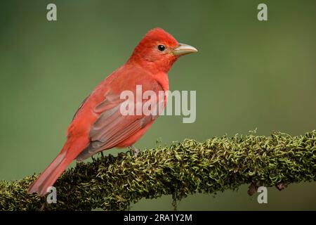 Sommertanager (Piranga rubra), männlicher Erwachsener, der auf einem Ast sitzt, USA, Texas Stockfoto