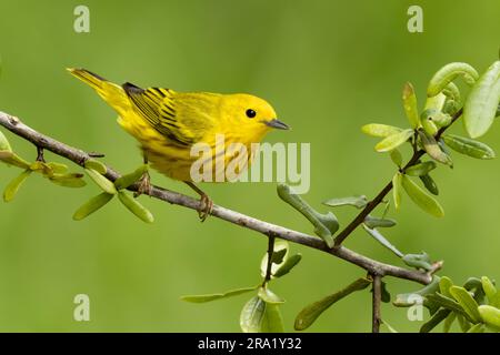 Gelbstürmer (Dendroica aestiva, Setophaga aestiva), männlicher Erwachsener, der auf einem Ast sitzt, USA, Texas Stockfoto