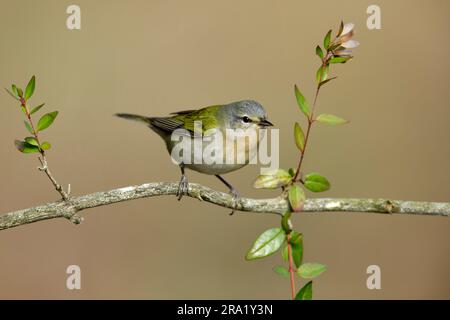 Tennessee Warbler (Leiothlypis peregrina), männlich auf einem Zweig, USA, Texas Stockfoto