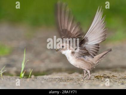 Crag martin (Ptyonoprogne rupestris, Hirundo rupestris), ausgehend vom Boden mit gesammeltem Nestmaterial im Schein, Seitenansicht, Italien Stockfoto