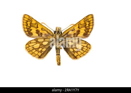 Chequered Skipper, Arctic Skipper (Carterocephalus palaemon, Pamphila palaemon), Männlich, Unterseite, ausgeschnitten Stockfoto