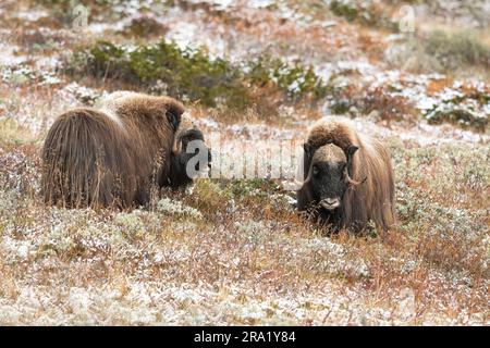 Muskox (Ovibos moschatus), zwei Moschusochsen in der Tundra, Norwegen, Dovrefjell Sunndalsfjella Nationalpark Stockfoto