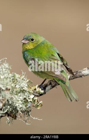 Bemalte Bandage (Passerina ciris), weiblich auf einem Ast, USA, Texas Stockfoto